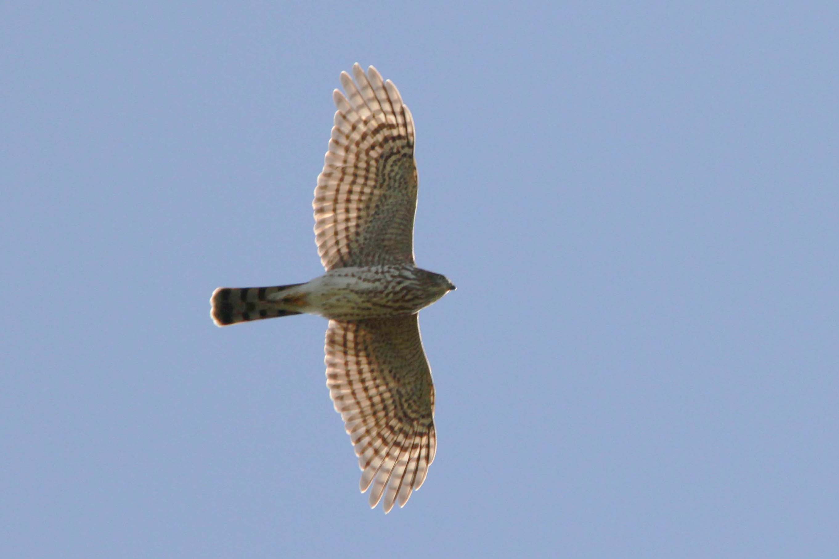 How to Make Cooper's Hawk Identification