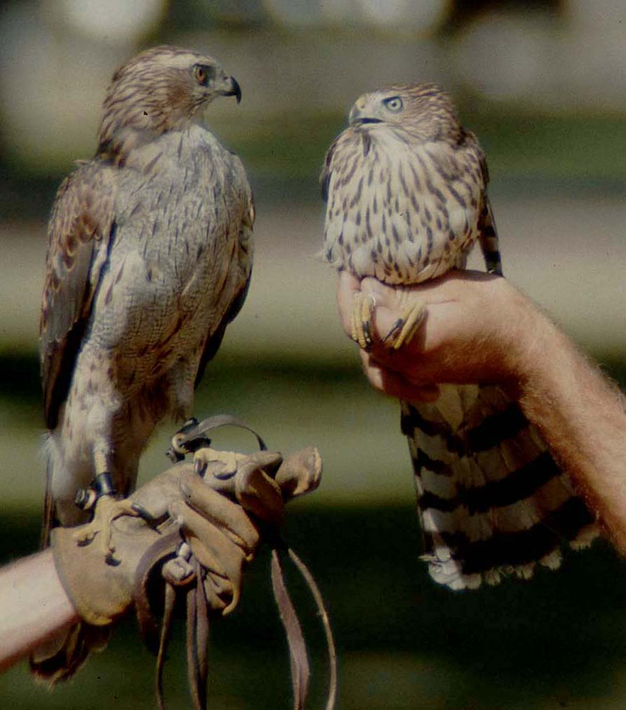 Accipiter Identification Accipiter Identification