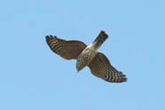 Sharp-shinned Hawk