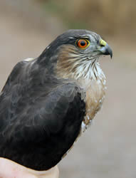 Sharp-shinned Hawk