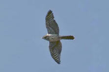 Cooper's Hawk