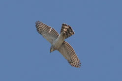 Cooper's Hawk