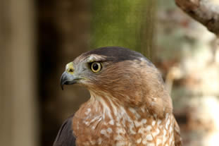 Cooper's Hawk