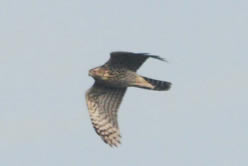 Northern Goshawk