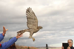 Northern Goshawk