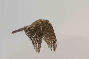 Northern Goshawk