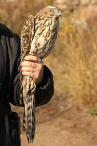 Northern Goshawk