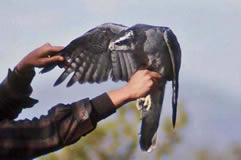 Northern Goshawk