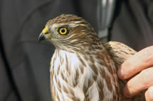 Sharp-shinned Hawk