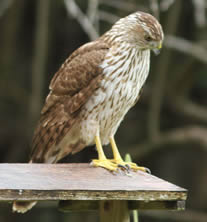 Cooper's Hawk