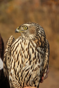 Northern Goshawk