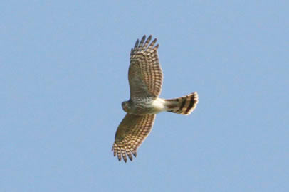 Sharp-shinned Hawk