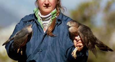 Sharp-shinned and Cooper's Hawks