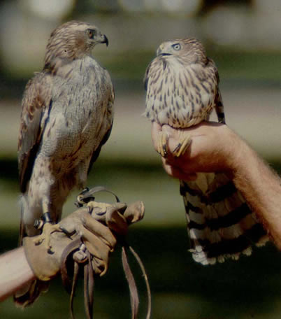 Northern Goshawk and Cooper's Hawk