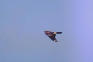 Cooper's Hawk