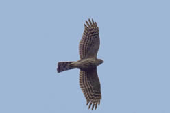 Sharp-shinned Hawk