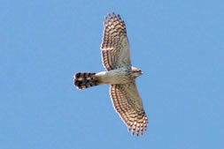 Cooper's Hawk