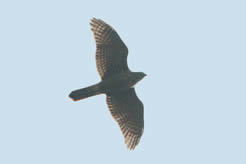 Northern Goshawk