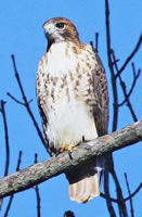 Red-tailed Hawk