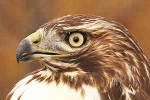 Red-tailed Hawk