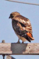 Red-tailed Hawk, showing red tail