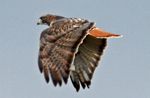 Red-tailed Hawk, showing red tail