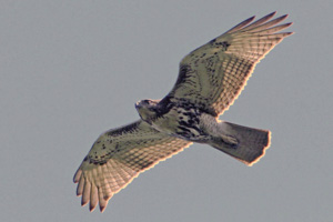 Red-tailed Hawk, showing patagial bar