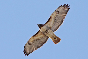 Northern Red-tailed Hawk