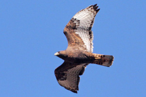 Dark morph Red-tailed Hawk