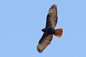 Dark morph Red-tailed Hawk