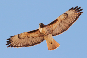 Western Red-tailed Hawk