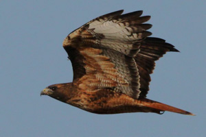 Dark morph Western Red-tailed Hawk
