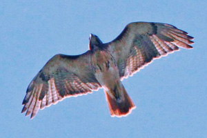 Red-tailed Hawk with minimal belly band