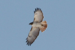 Red-tailed Hawk with minimal belly band