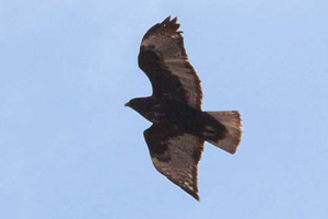 Red-tailed Hawk (Harlan's)