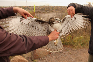 Harlan's/Northern Red-tailed Hawk intergrade