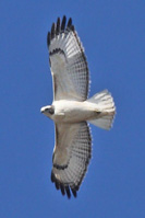 Red-tailed Hawk (Krider's)