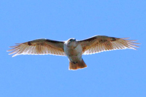 leucistic Red-tailed Hawk