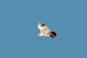 albinistic Red-tailed Hawk