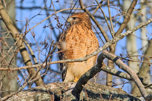 adult Red-shouldered Hawk