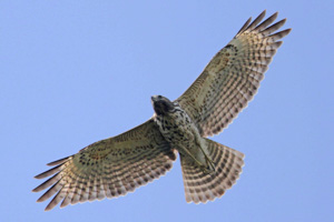 juvenile Red-shouldered Hawk