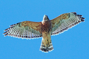 adult Red-shouldered Hawk