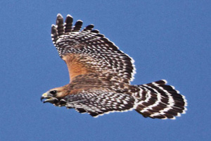 adult Red-shouldered Hawk