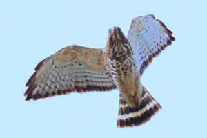 Broad-winged Hawk