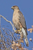 Cooper's Hawk