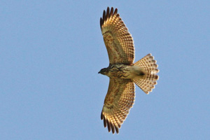 Immature Red-shouldered Hawk