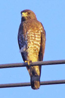 Adult Broad-winged Hawk