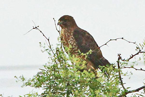 Adult Broad-winged Hawk