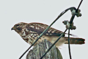 Immature Broad-winged Hawk