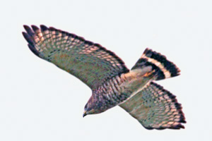 Adult Broad-winged Hawk